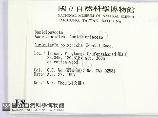 毛木耳藏品圖，第2張