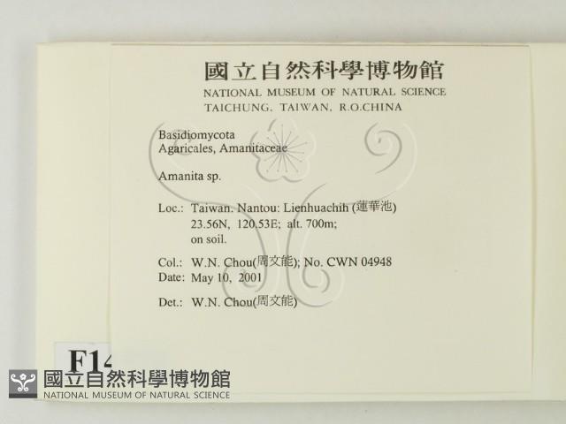 鵝膏屬藏品圖，第2張