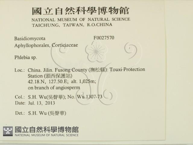 射脈菌屬藏品圖，第2張