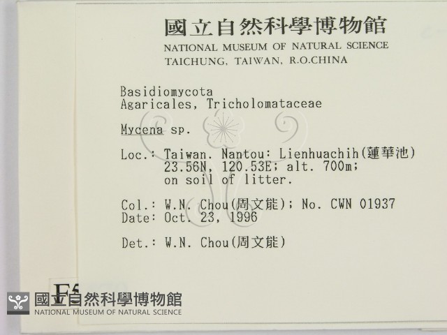 小菇屬藏品圖，第2張