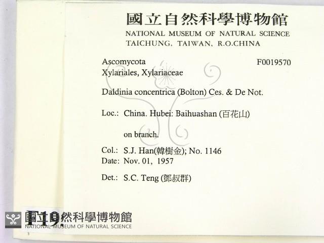 登錄號:F0019570藏品圖，第2張