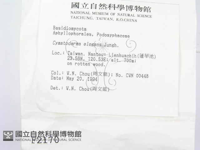 優雅波邊革菌藏品圖，第2張