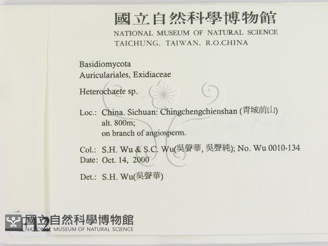 刺皮菌屬藏品圖，第2張