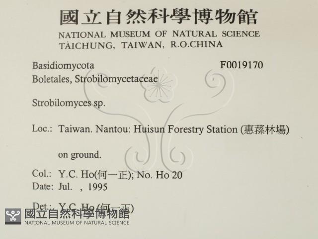 松塔牛肝菌屬藏品圖，第2張