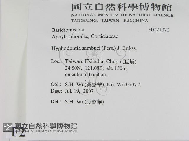 冇骨消絲齒菌藏品圖，第2張