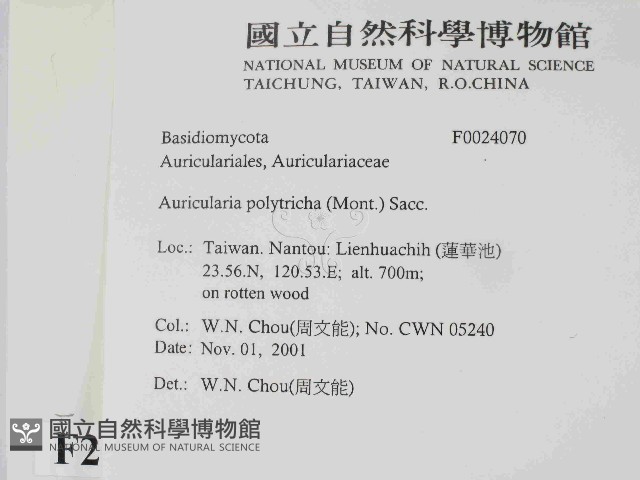 毛木耳藏品圖，第2張