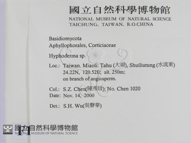 絲皮菌屬藏品圖，第2張