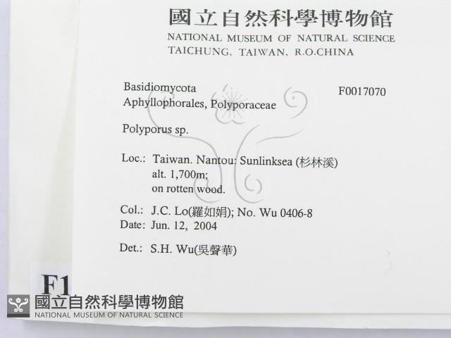 多孔菌屬藏品圖，第2張