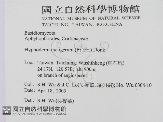 剛毛絲皮菌藏品圖，第2張