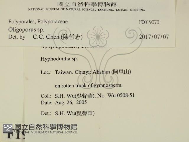 寡孔菌屬藏品圖，第2張