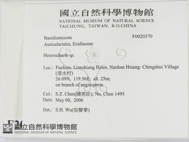 刺皮菌屬藏品圖，第2張