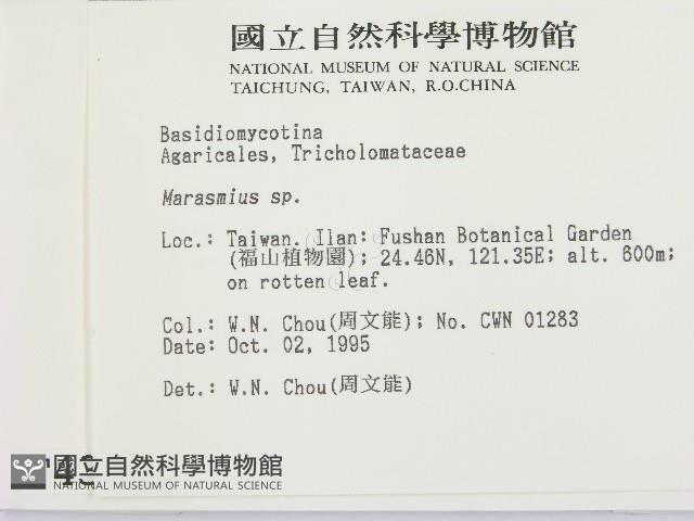 小皮傘屬藏品圖，第2張