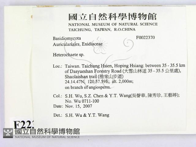 刺皮菌屬藏品圖，第2張