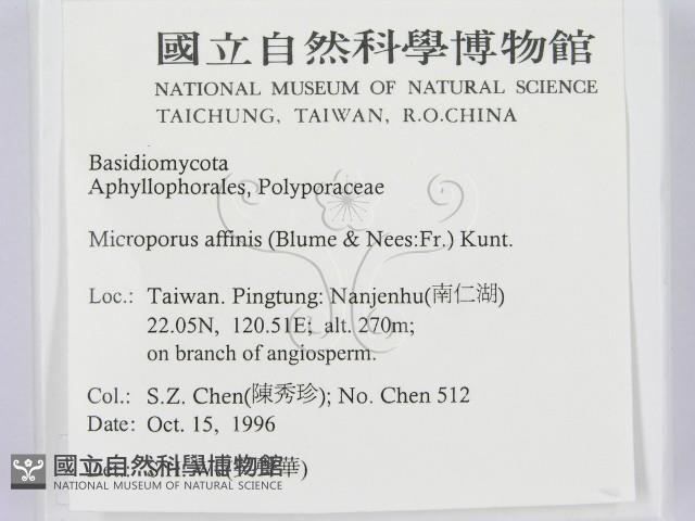相鄰小孔菌藏品圖，第2張