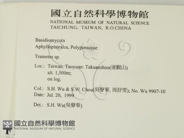 栓菌屬藏品圖，第2張