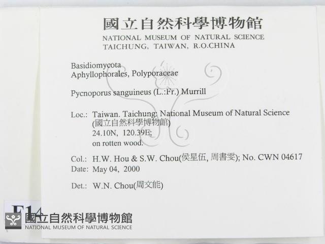 血紅密孔菌藏品圖，第2張