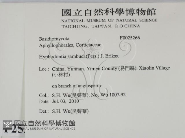 冇骨消絲齒菌藏品圖，第2張