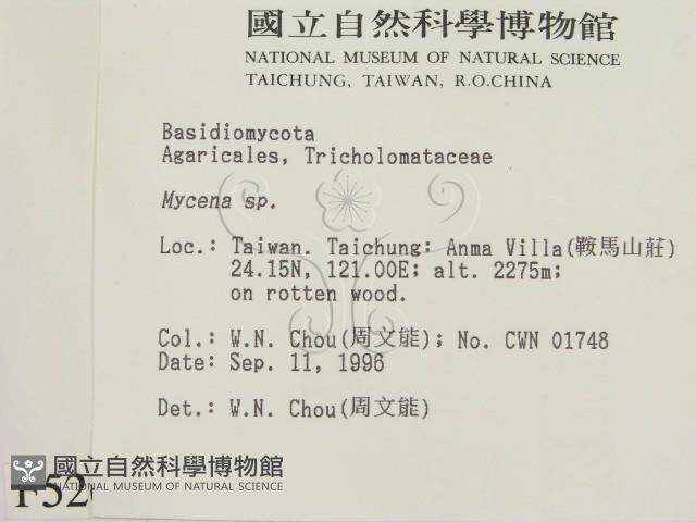 小菇屬藏品圖，第2張