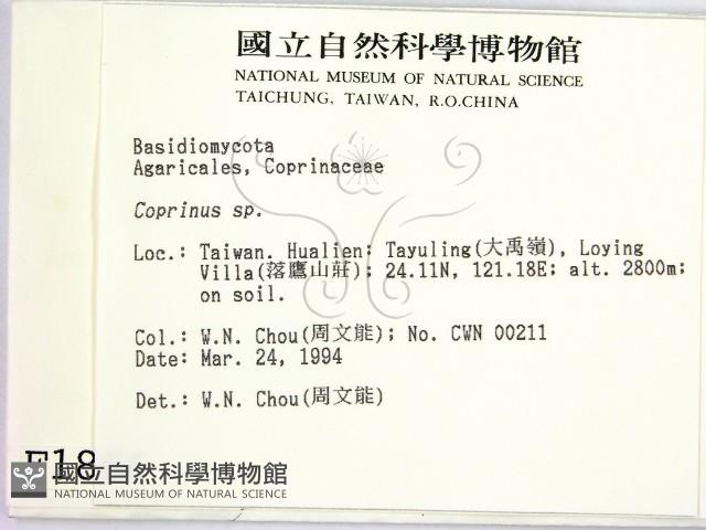 鬼傘屬藏品圖，第2張