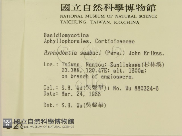 冇骨消絲齒菌藏品圖，第2張