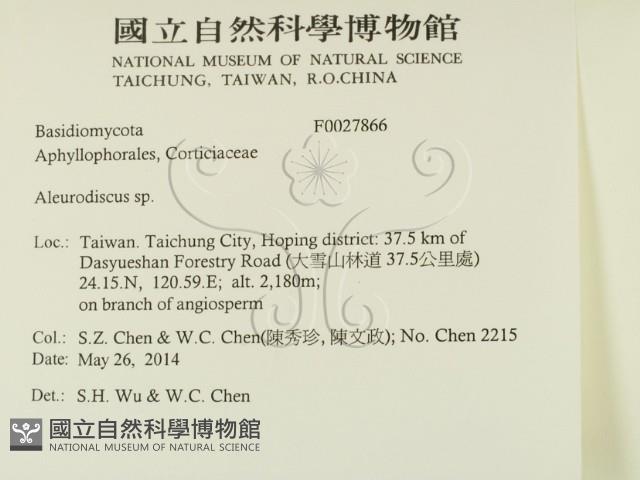 盤革菌屬藏品圖，第2張