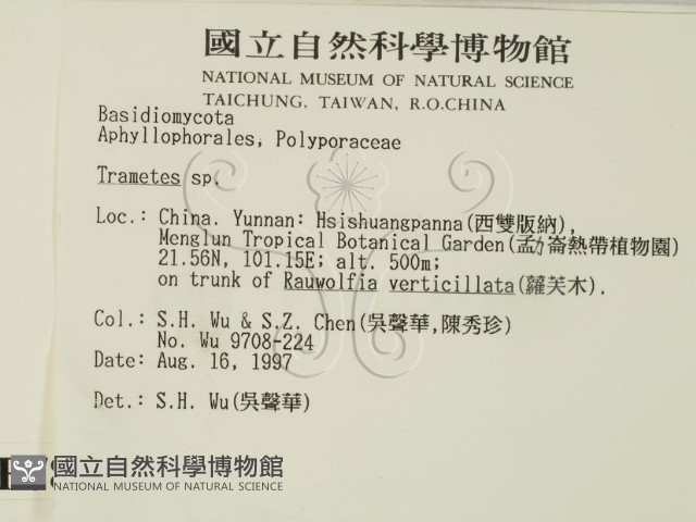 栓菌屬藏品圖，第2張