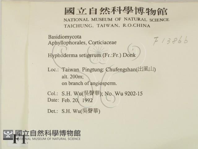 剛毛絲皮菌藏品圖，第2張