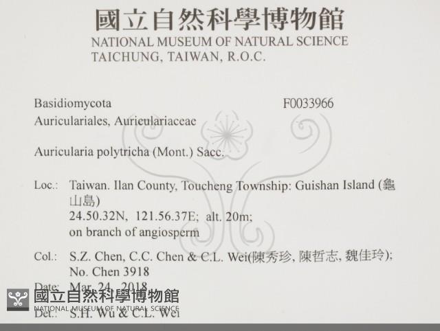 毛木耳藏品圖，第2張