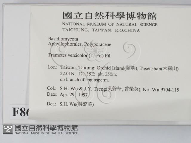 雲芝藏品圖，第2張