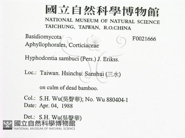 冇骨消絲齒菌藏品圖，第2張