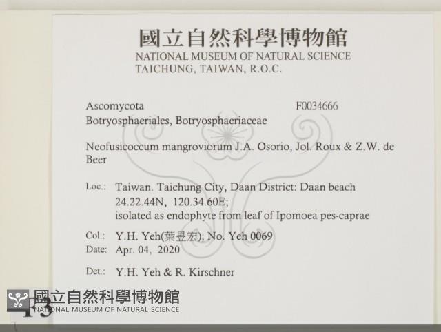 登錄號:F0034666藏品圖，第2張