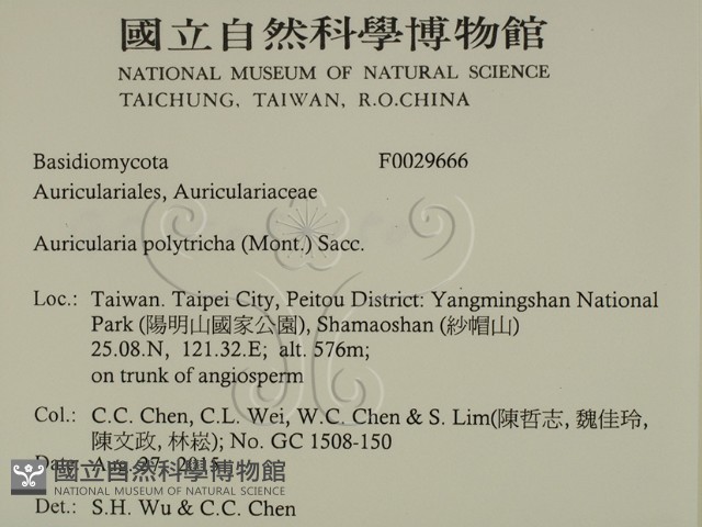 毛木耳藏品圖，第2張