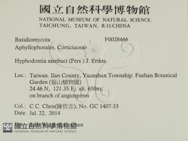 冇骨消絲齒菌藏品圖，第2張