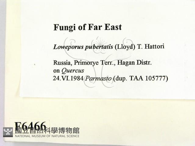 登錄號:F0006466藏品圖，第2張