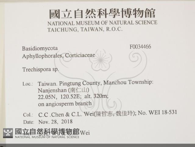 粗糙孢菌屬藏品圖，第2張