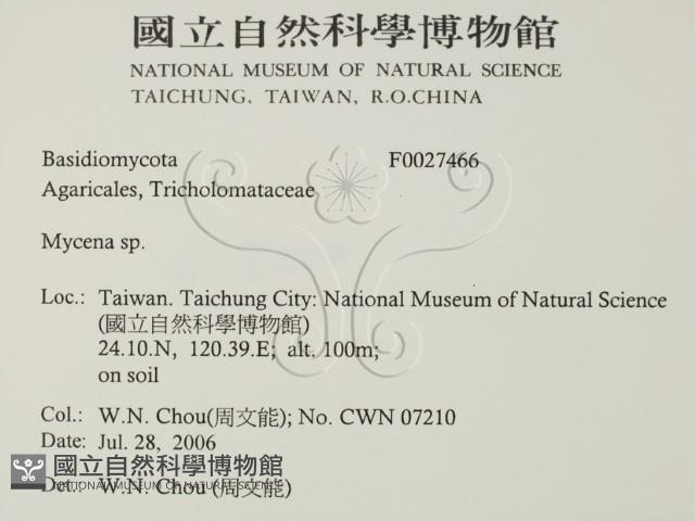 小菇屬藏品圖，第2張