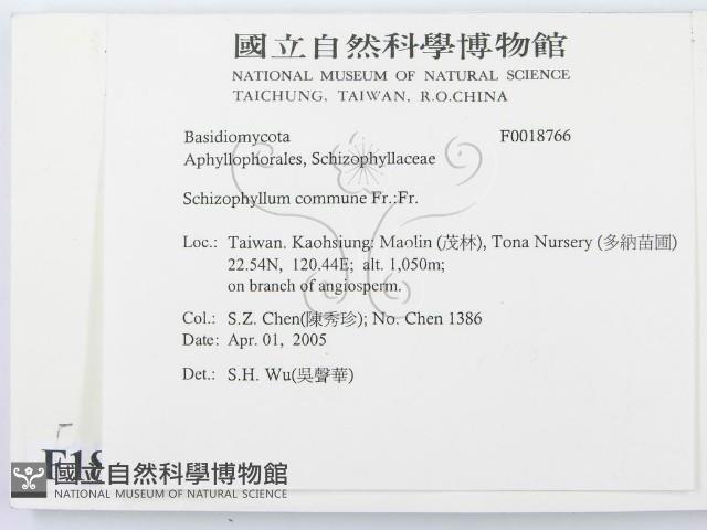 裂褶菌藏品圖，第2張