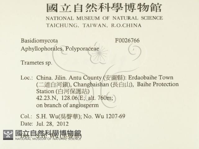 栓菌屬藏品圖，第2張