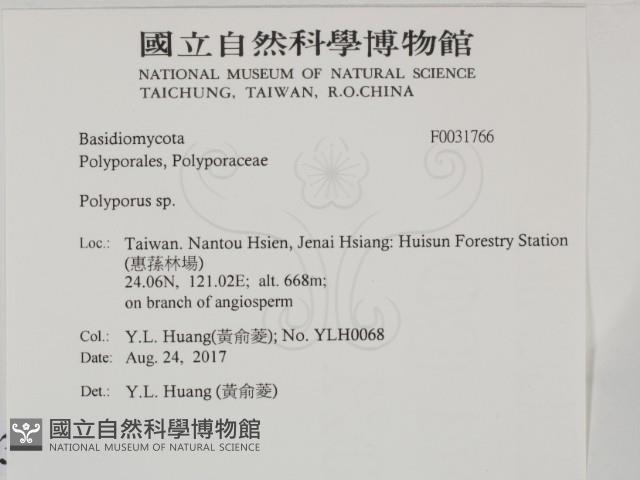 多孔菌屬藏品圖，第2張