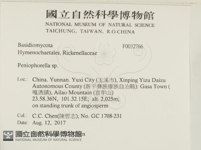 擬筍殼菌屬藏品圖，第2張