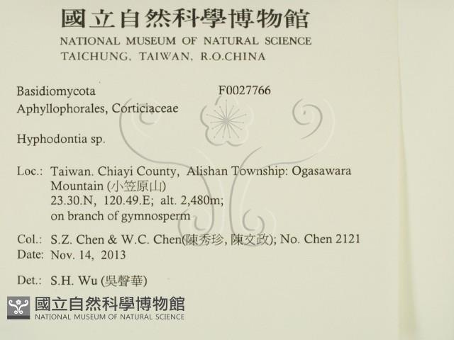 絲齒菌屬藏品圖，第2張