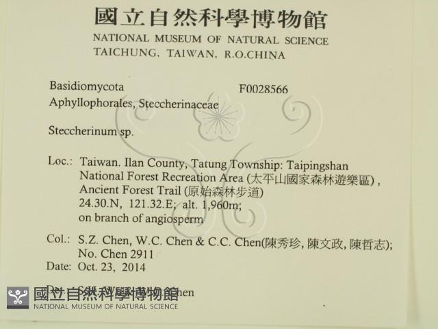 齒耳菌屬藏品圖，第2張