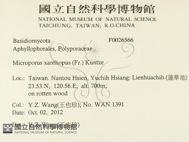 黄柄小孔菌藏品圖，第2張