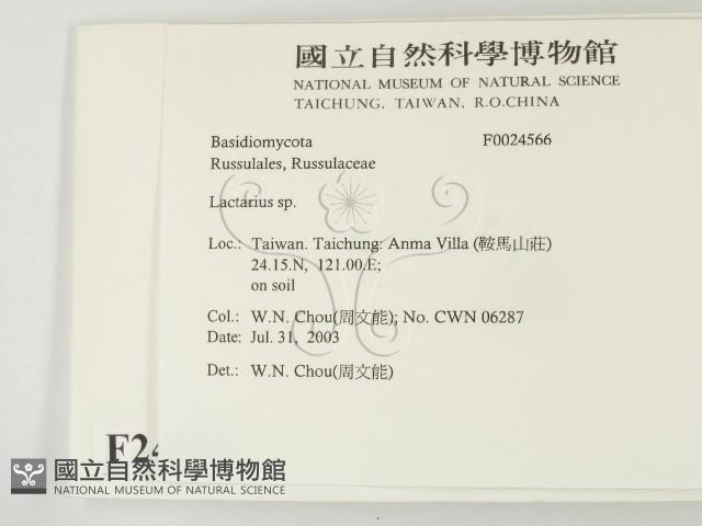 乳菇屬藏品圖，第2張