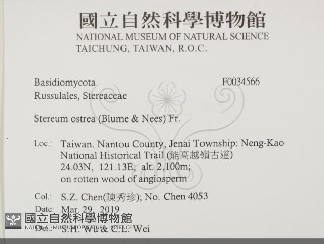 蠔韌革菌藏品圖，第2張