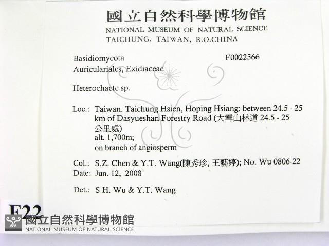 刺皮菌屬藏品圖，第2張