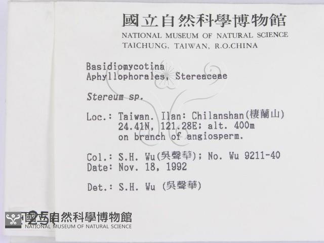 韌革菌屬藏品圖，第2張