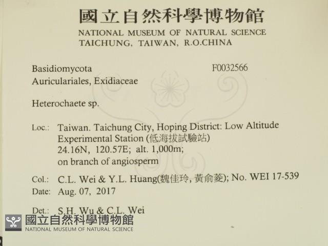 刺皮菌屬藏品圖，第2張