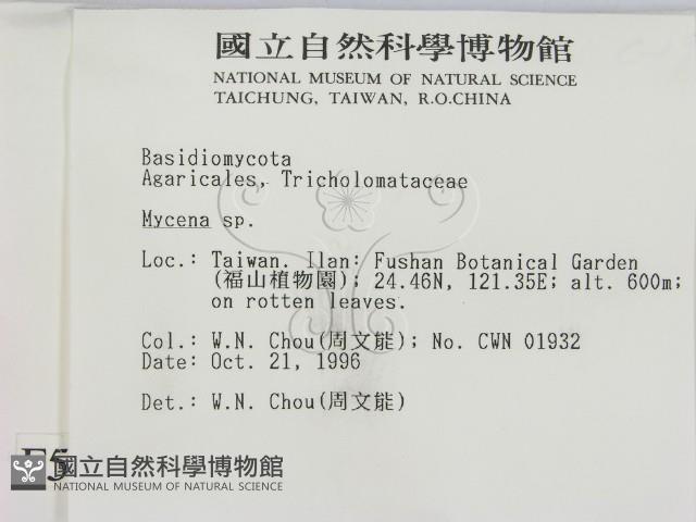 小菇屬藏品圖，第2張