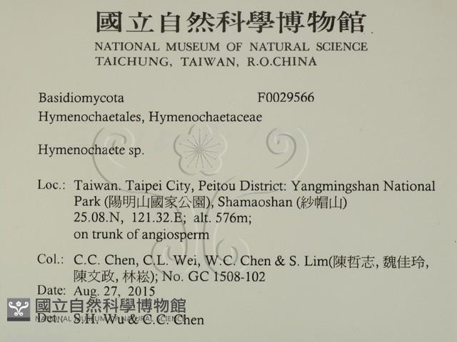 刺革菌屬藏品圖，第2張